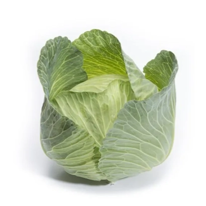 Свежая капуста сорта Вертекс на белом фоне