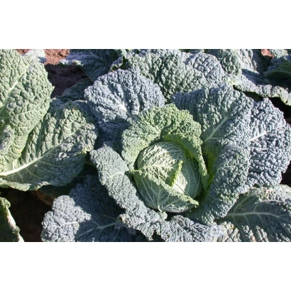 Свежая капуста сорта Верту 1340 - Вертю 1340