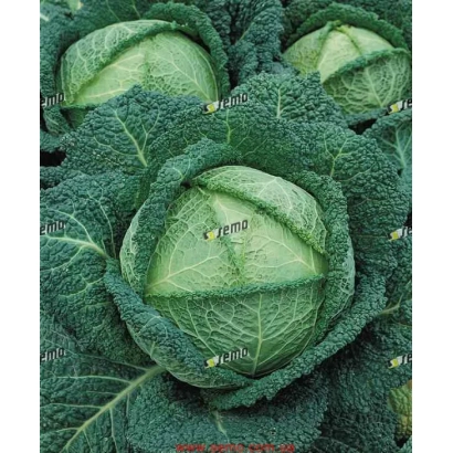 Свежая капуста ВЕРТУС 2 | VERTUS 2