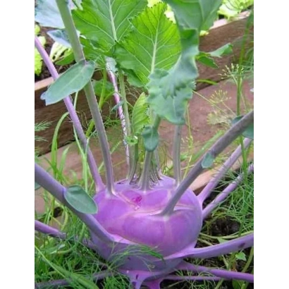 Свежая капуста виола на грядке