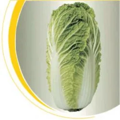 Капуста Витимо F1 на белом фоне с желтой декоративной рамкой