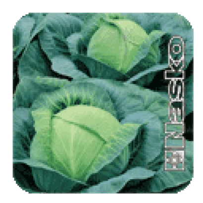 Семена капусты VIVAT F1 на зеленом фоне - ВИВАТ F1