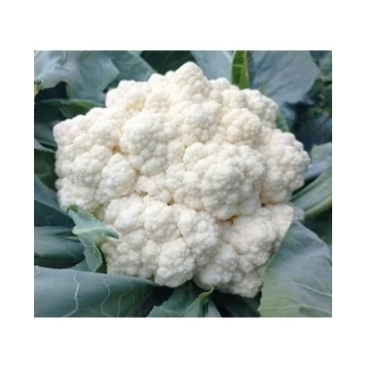 Свежий кочан капусты ВАЙТЕКС на фоне листьев