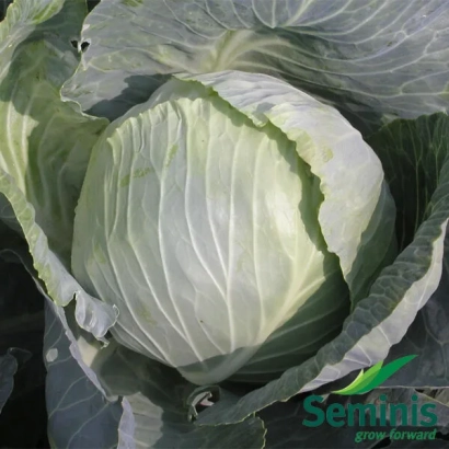 Белокочанная капуста сорта Seminis - Витки F1