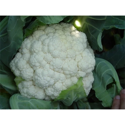 Белокочанная капуста Юкон на грядке