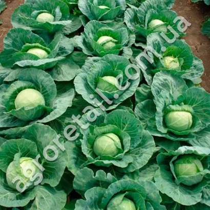 Свежая капуста на грядке - Залп