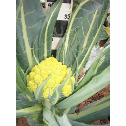 Желтая цветная капуста на грядке - Жемчужина