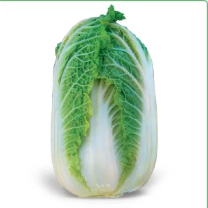 Свежая капуста сорта Зена F1 на белом фоне
