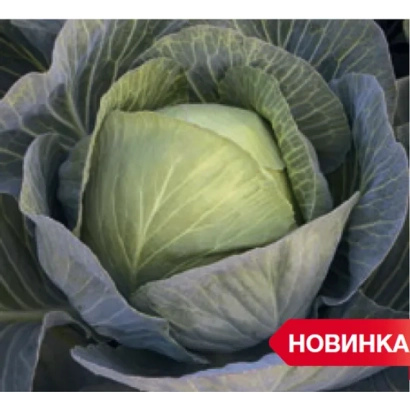 Свежая капуста на фоне с надписью НОВИНКА - ЗИЕЛОНОР