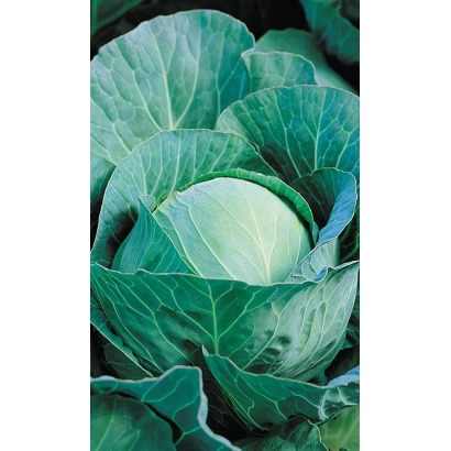 Свежая капуста Зимний десерт