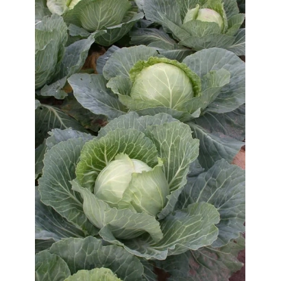 Свежая капуста Зимовка 1474 на грядке
