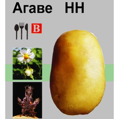 Сортовий картопля Агаве