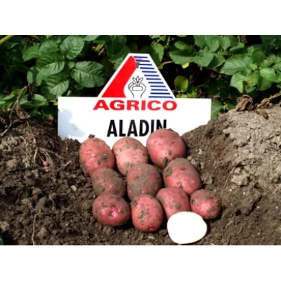 Клубень картоплі сорту Аладин на землі з логотипом AGRICO
