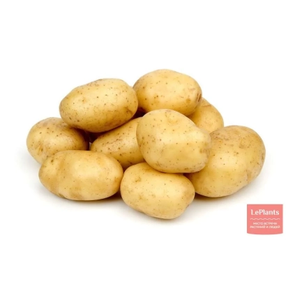 Клубни картофеля сорта Алмаз на белом фоне