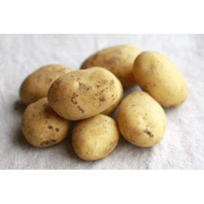 Картофель сорта Алова