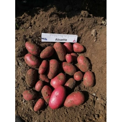 Potato tubers of variety Aluette on soil with label