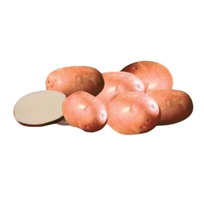 Клубні картоплі сорту Амороза