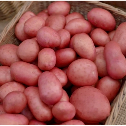 Корзина с красными картофелинами сорта Амур