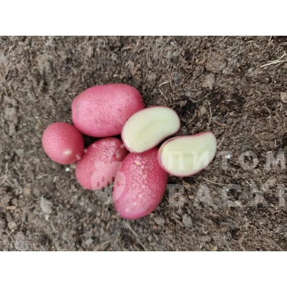 Клубни картофеля сорта Арго на земле