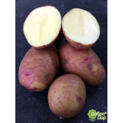 Клубни картофеля сорта Ария на темном фоне