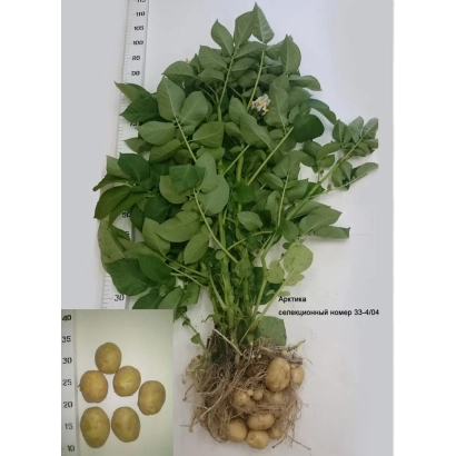 Семенной картофель Арктика с растением и клубнями