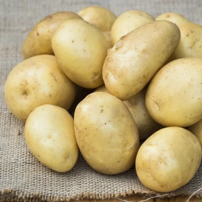 Кучка картофеля сорта ЯРЛА на мешковине