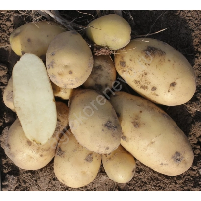 Клубни картофеля на земле - Армада