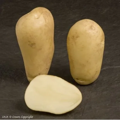 Три целых и один разрезанный картофель на темном фоне - Ероу