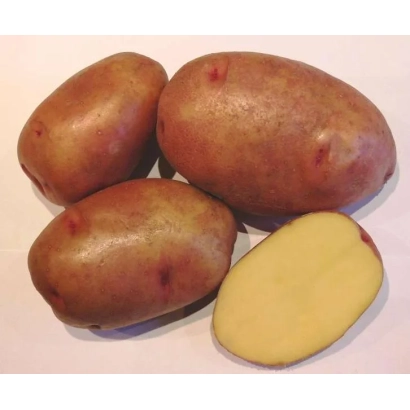 Клубні картоплі на білому фоні - БАБУСЯ