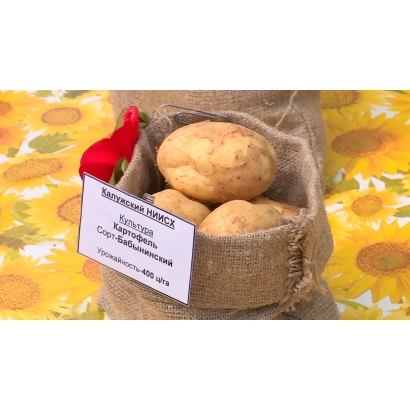 Мешок с картофелем сорта Бабынинский на фоне подсолнухов