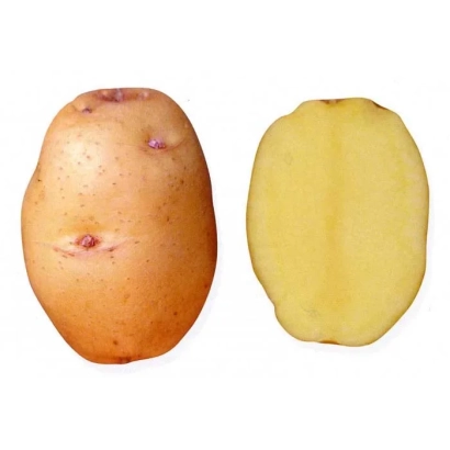 Baron potato tuber shown whole and sliced in half
