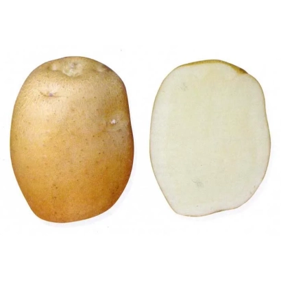 Картофель: целая и нарезанная клубень - БАТЯ