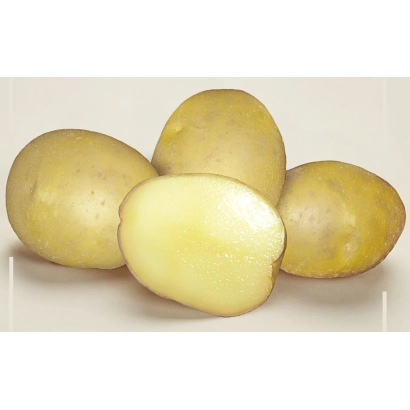 Potatoes on white background - BAVATOP