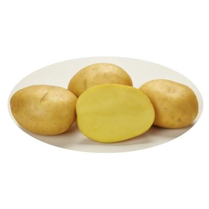 Картофель сорта Беттина на белой тарелке