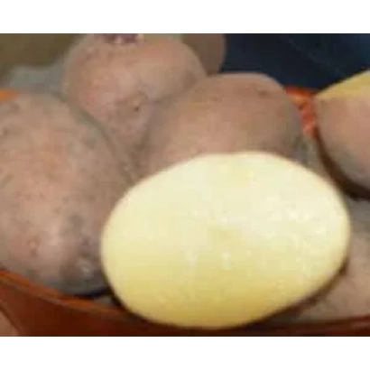 Клубни картофеля сорта Безенчукский в корзине