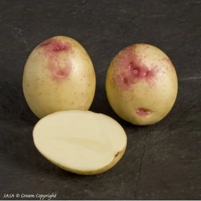 Два целых и один разрезанный картофель сорта Бонни на темном фоне