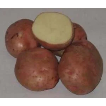 Клубни картофеля сорта БОРУС 2