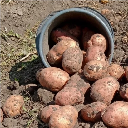 Корзина с картофелем сорта Божедар на земле