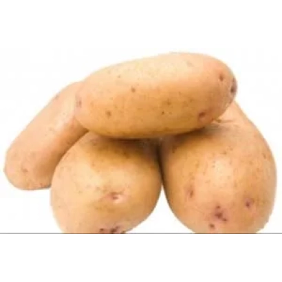 Картопля - БРЯНСЬКА НОВИНКА