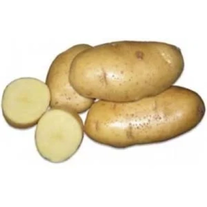 Potato 'Bryansky Yubileyny' — whole tubers and sliced pieces on white background