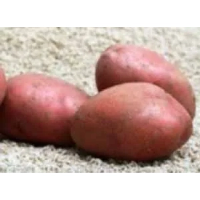 Червоні картоплини на піщаній поверхні - Браво