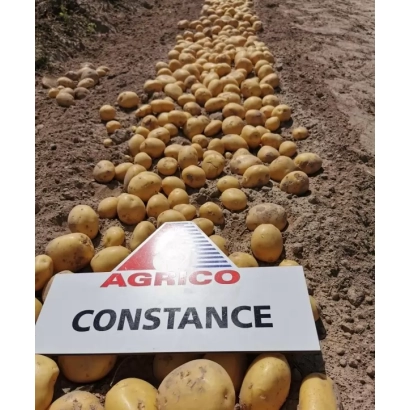 Картопля Констанс на землі з логотипом AGRI.CO