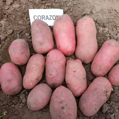 Коразон | Corazon — клубни картофеля на земле с этикеткой
