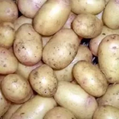 Картофель сорта Дачный