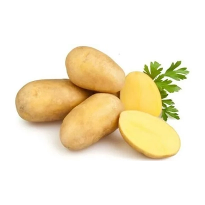 Картофель Даренка на белом фоне с веточкой петрушки