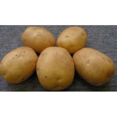 Картофель на сером фоне - Десница