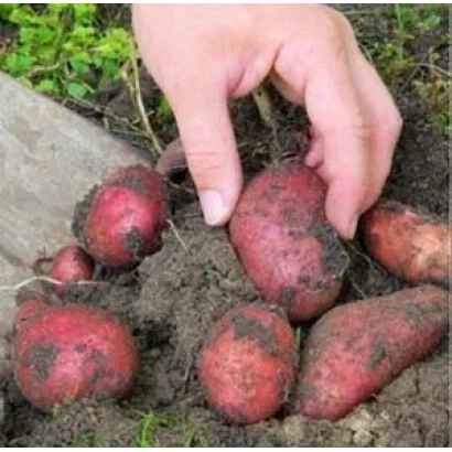Коренеплоди картоплі сорту Детскосельський на землі - ДИТЯЧОСЕЛЬСЬКИЙ