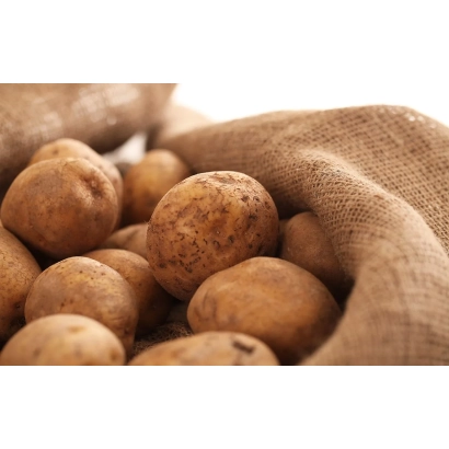 Крупные клубни картофеля на мешковине - Днипрянка