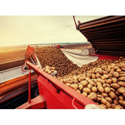 Корзина с картофелем на фоне поля - Дорогинь