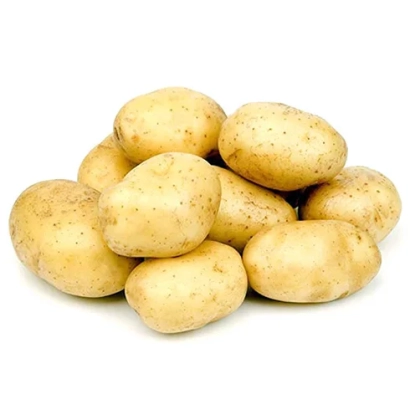 Картофель сорта Дума на белом фоне